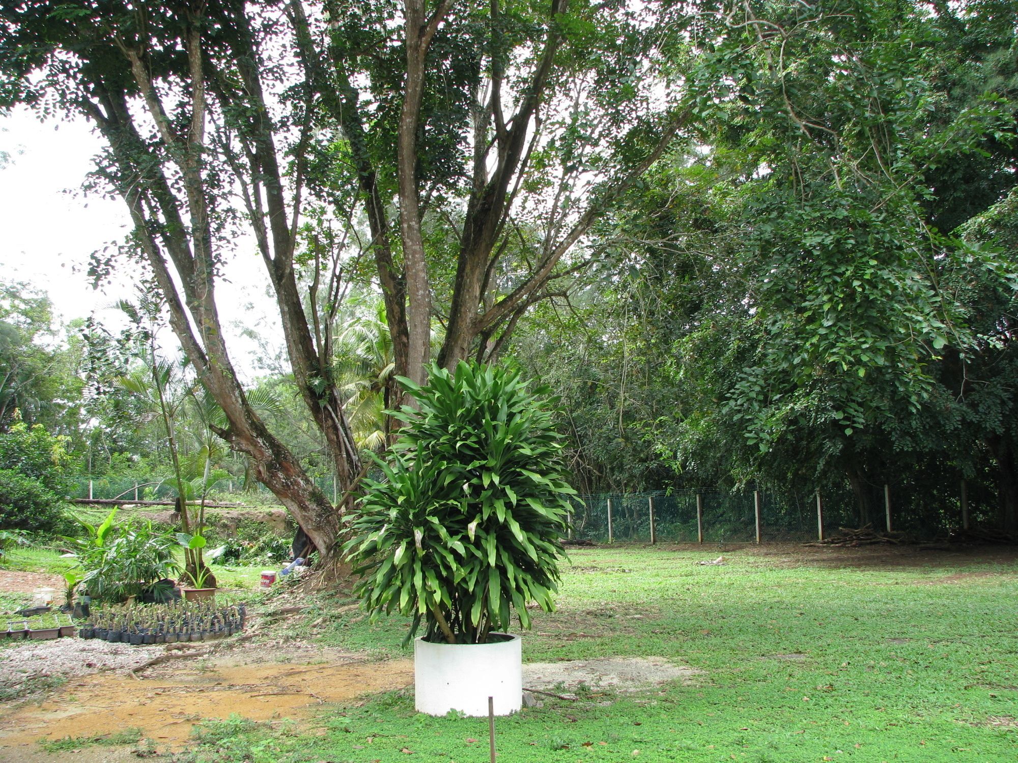 Mersing Merlin Inn Exterior foto